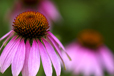 Coneflower II
